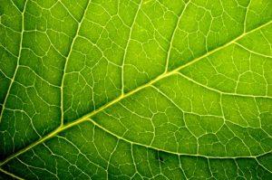 leaf-veins-537x357