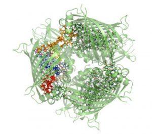 Structure of the Fenna–Matthews–Olson pigment–protein complex that is found in green sulphur bacteria. Credit: Daniel Cole, Cambridge University