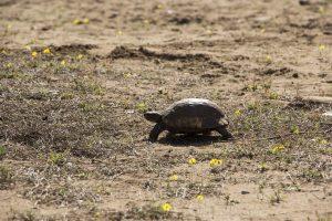 crawling tortoise