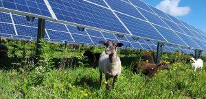 solar sheeping